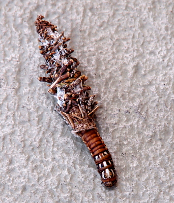 [The caterpillar is on off-white concrete so details of it and its 'bag' is distinct. The entire ensemble is about 4 incles long with the bag being about 2.5 inches of it. The visible caterpillar part is a series of brown segments. The three segments closest to the head has vertical dark brown and white stripes; the rest are all-brown segments. The long, cylindrical bag consists of a lot of small twig pieces attached to the silk with more silk and less twigs at the end out of which the caterpillar has emerged.]